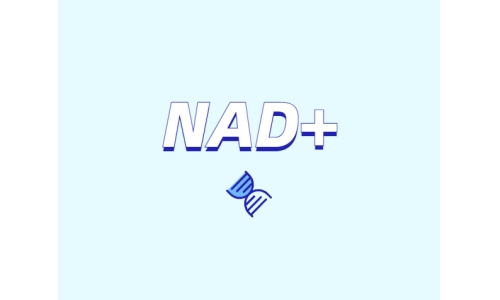 選擇NMN還是NR？